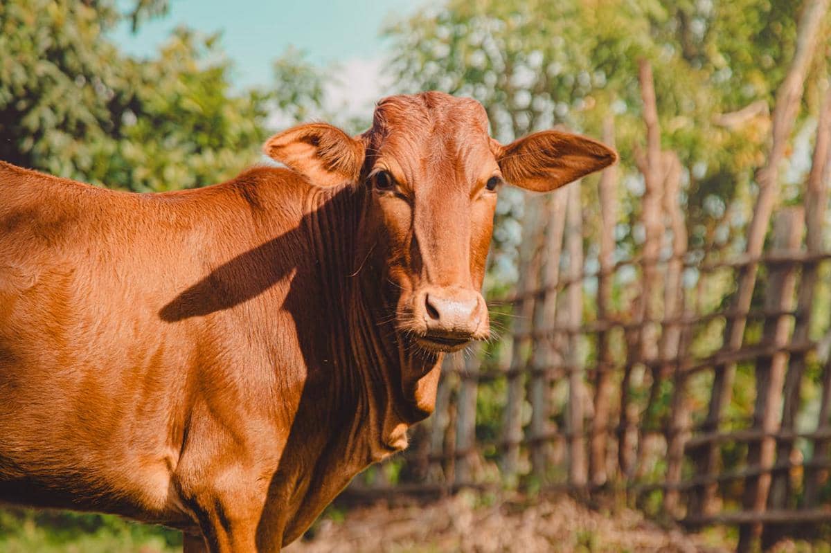 sapi