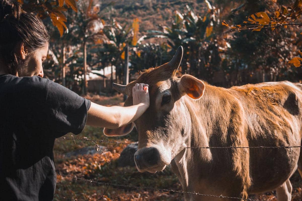 sapi