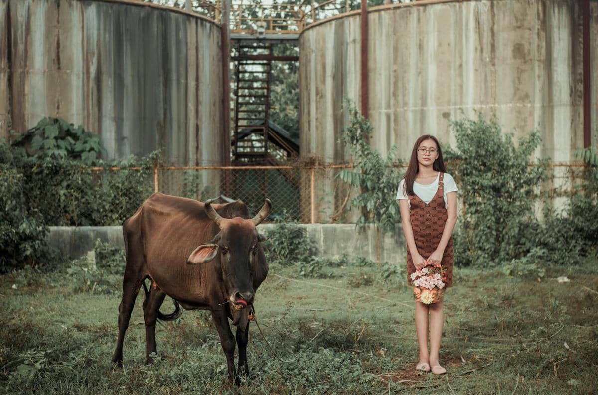 perempuan dan sapi