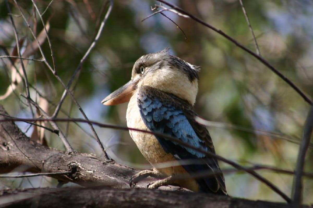 Blue-Winged Kookaburra