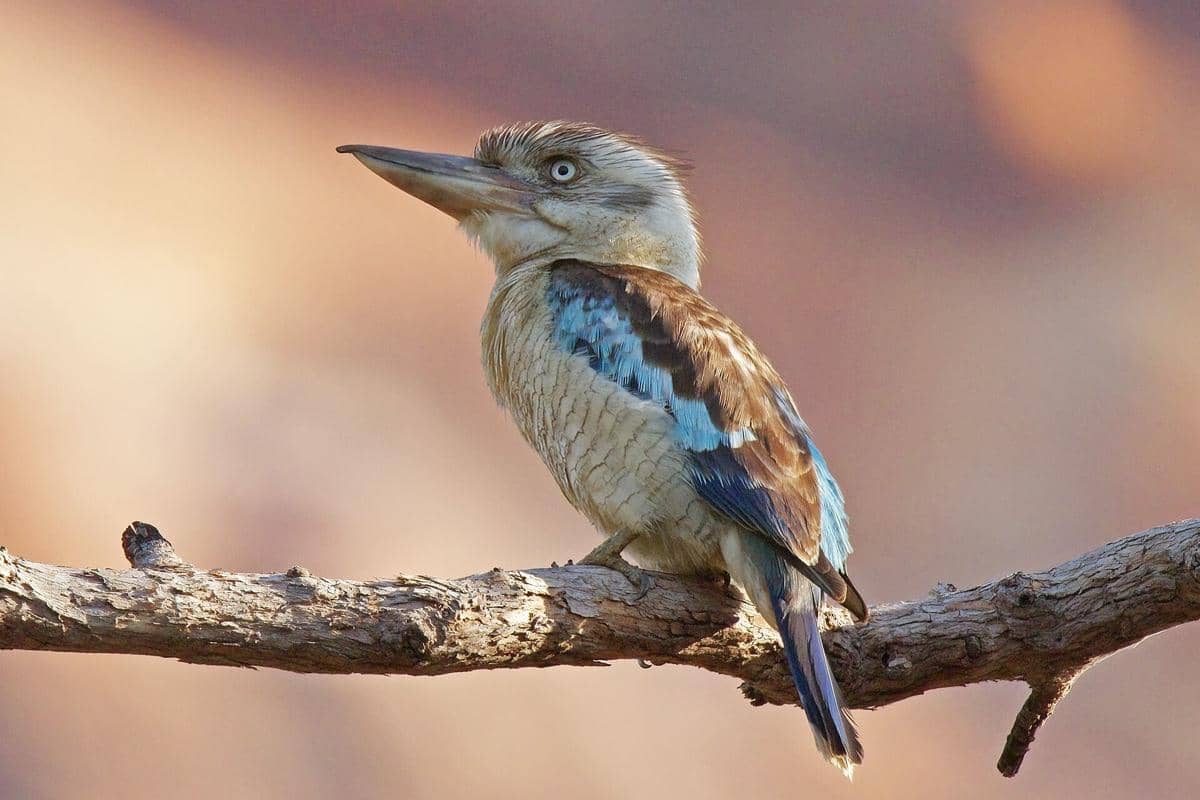 Blue-Winged Kookaburra