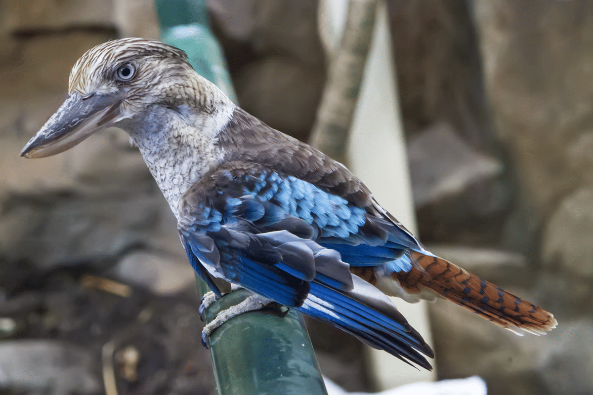 5 Fakta Blue Winged Kookaburra, Mengasuh Anak Secara Gotong Royong