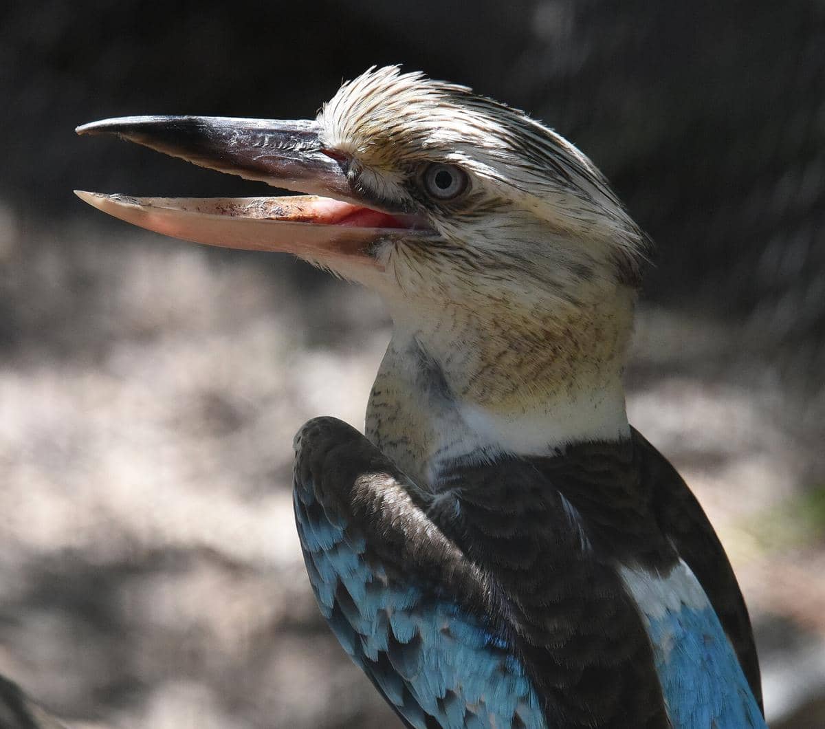 Blue-Winged Kookaburra