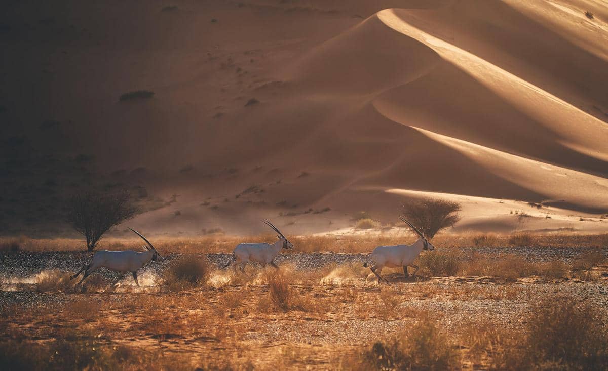potret Uruq Bani Maarid