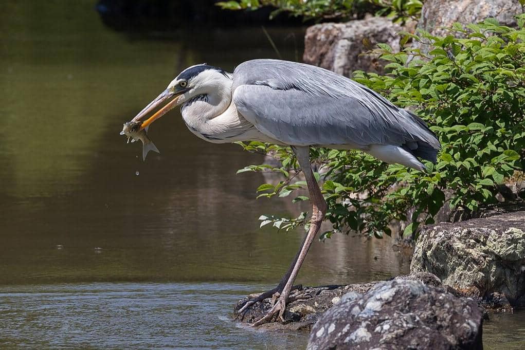 Grey Heron