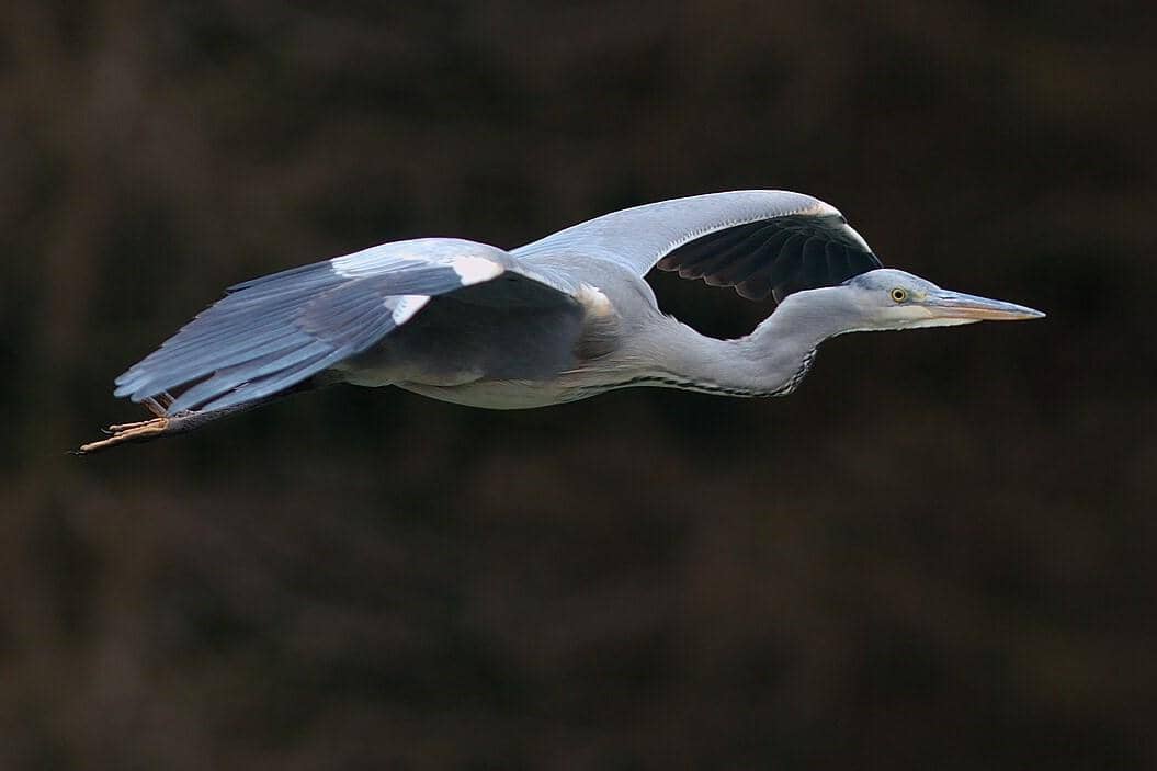 Grey Heron