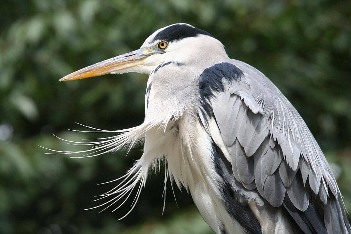 5 Fakta Unik Grey Heron, Mampu Berburu hingga 23 Jam Sehari