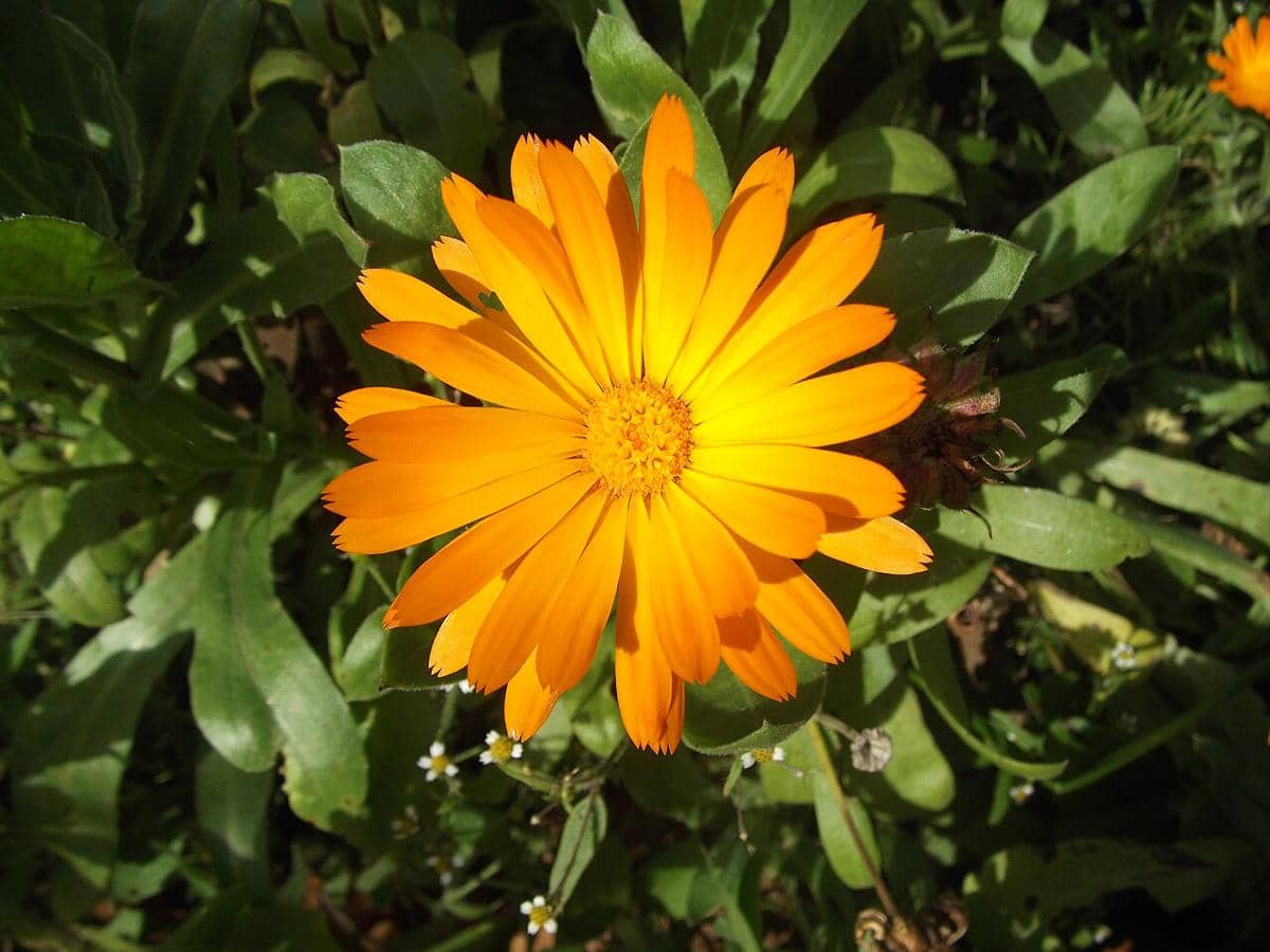 ilustrasi calendula marigold