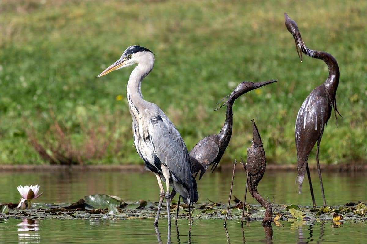 Grey Heron