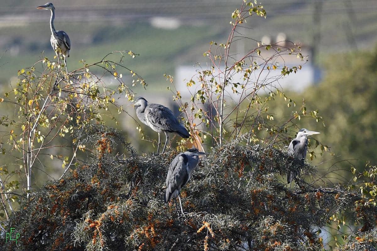 Grey Heron