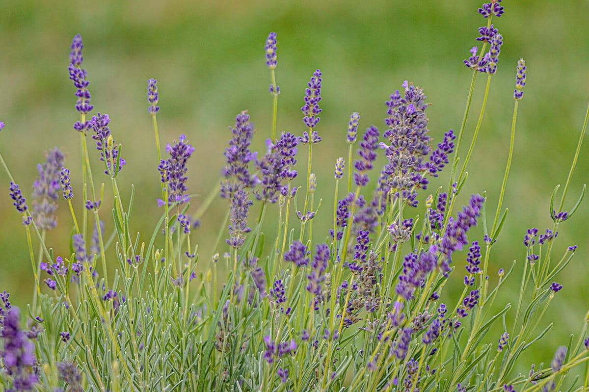 ilustrasi lavender