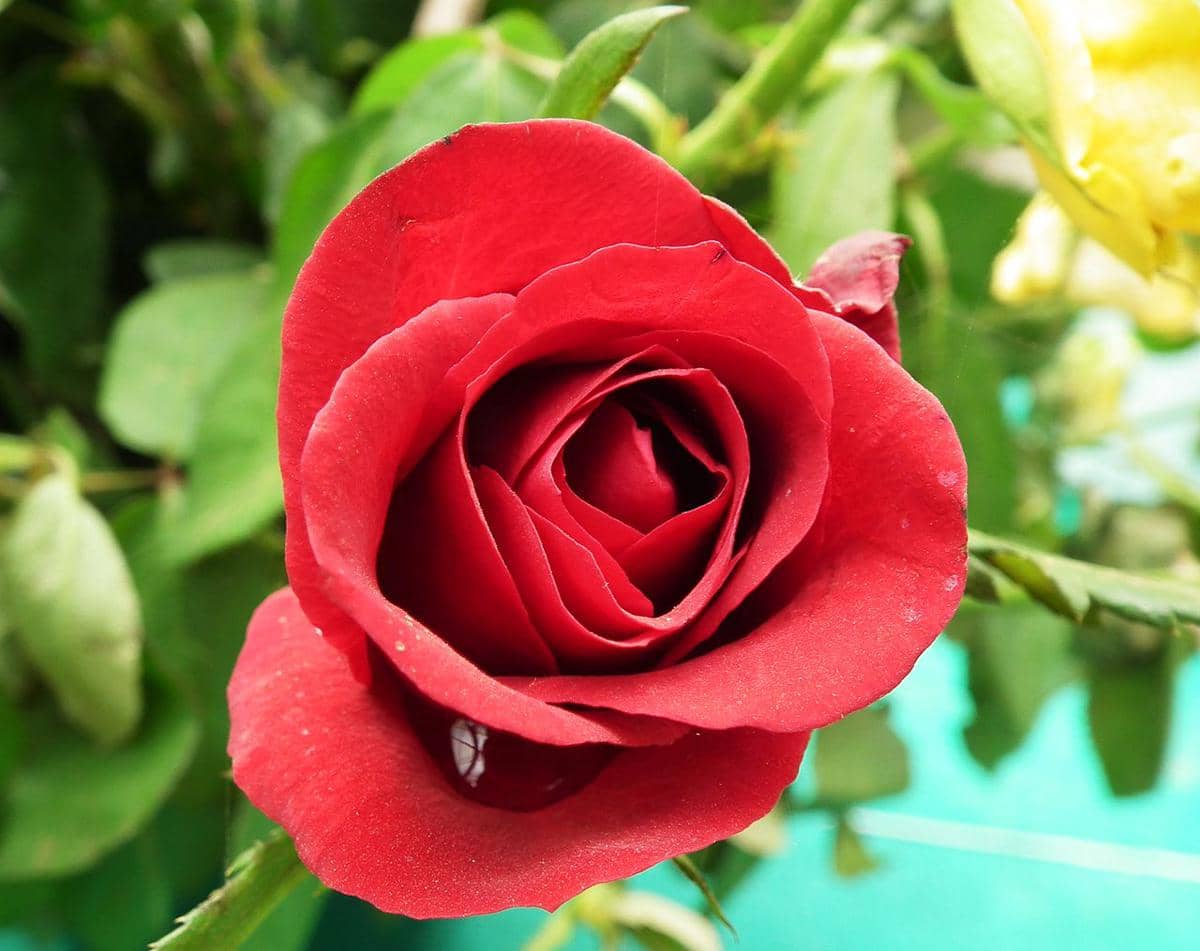ilustrasi bunga rose atau mawar