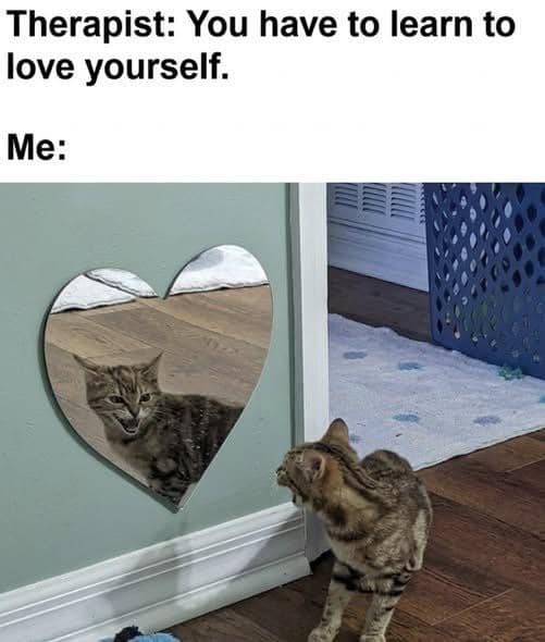 meme kucing dan cermin