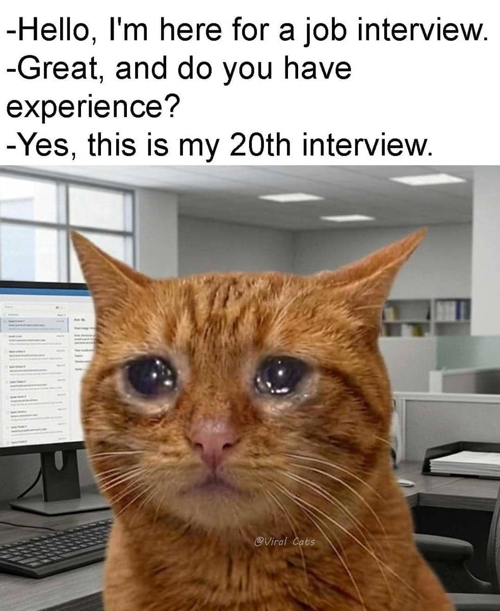 meme kucing tentang mencari kerja
