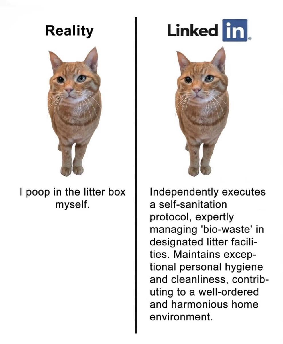 meme kucing tentang mencari kerja