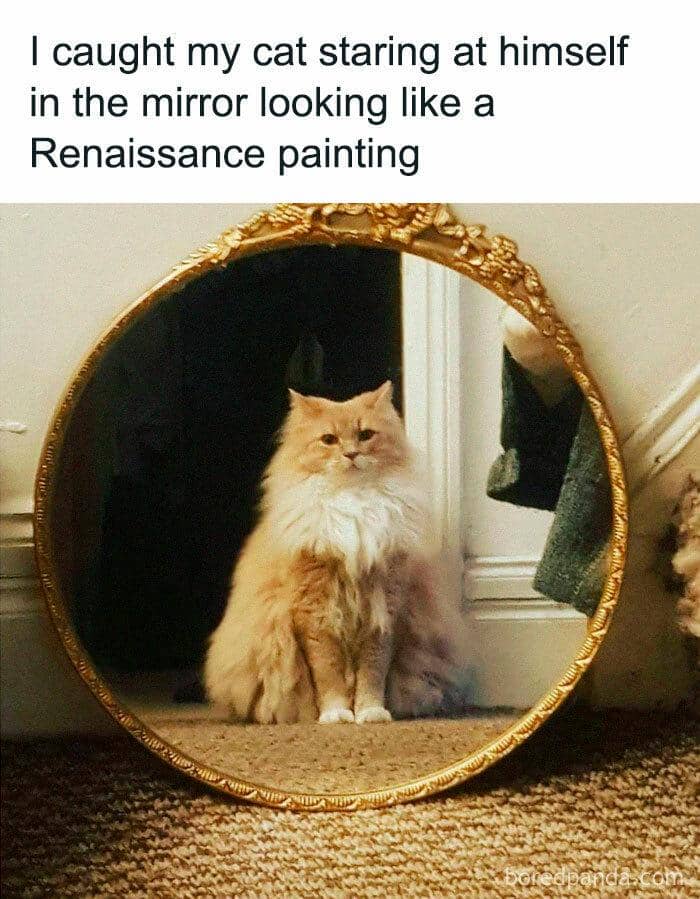 meme kucing dan cermin