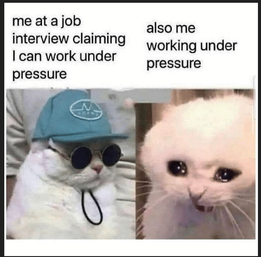 meme kucing tentang mencari kerja