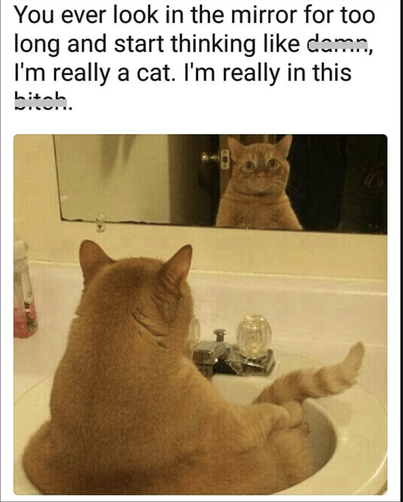 meme kucing dan cermin