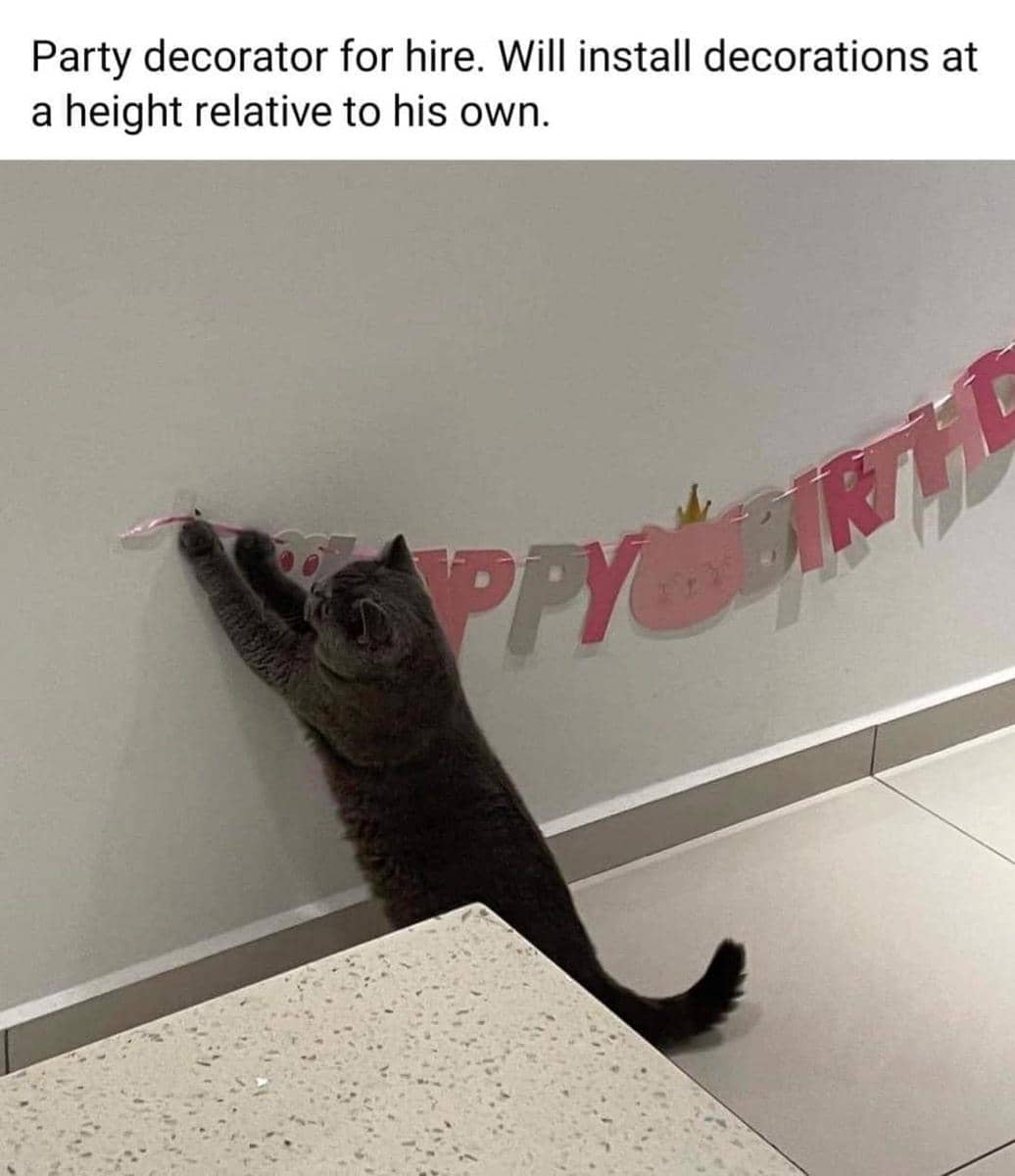 meme kucing tentang mencari kerja