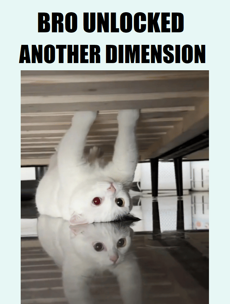 meme kucing dan cermin