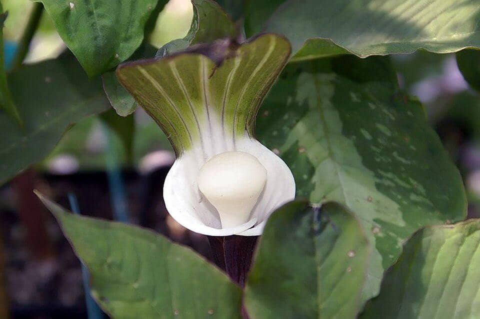 Bunga Arisaema sikokianum