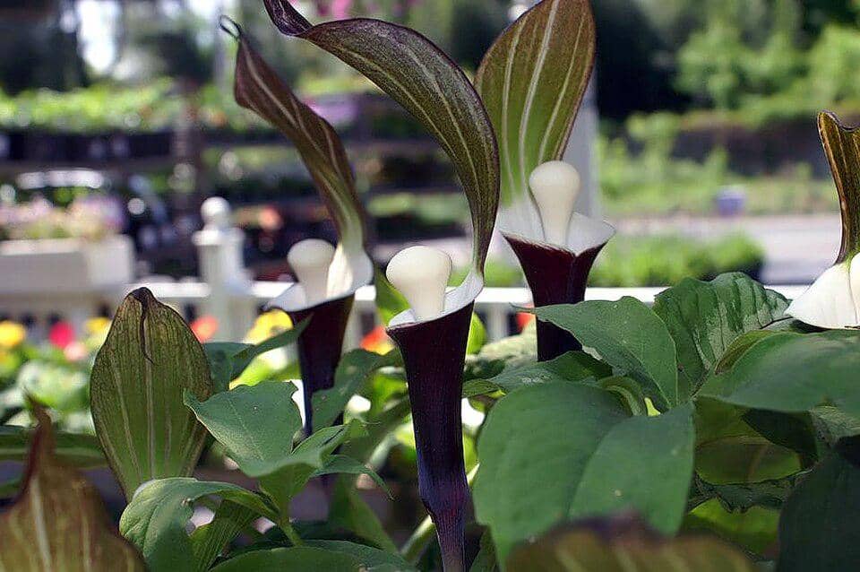 5 Fakta Japanese Jack in the Pulpit, si Bunga Gelap yang Unik