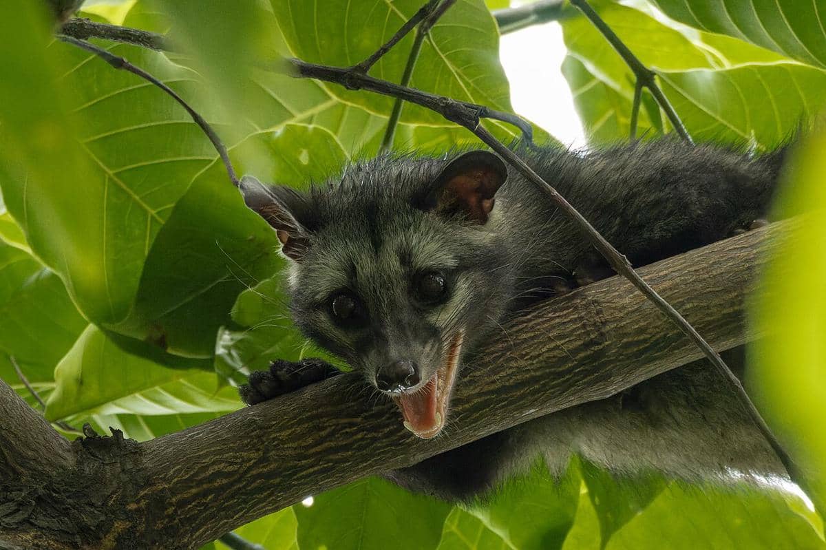 ilustrasi musang rinjani