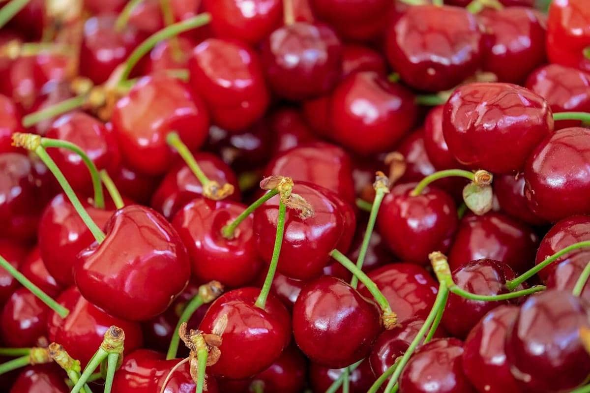 ilustrasi buah cherry atau ceri
