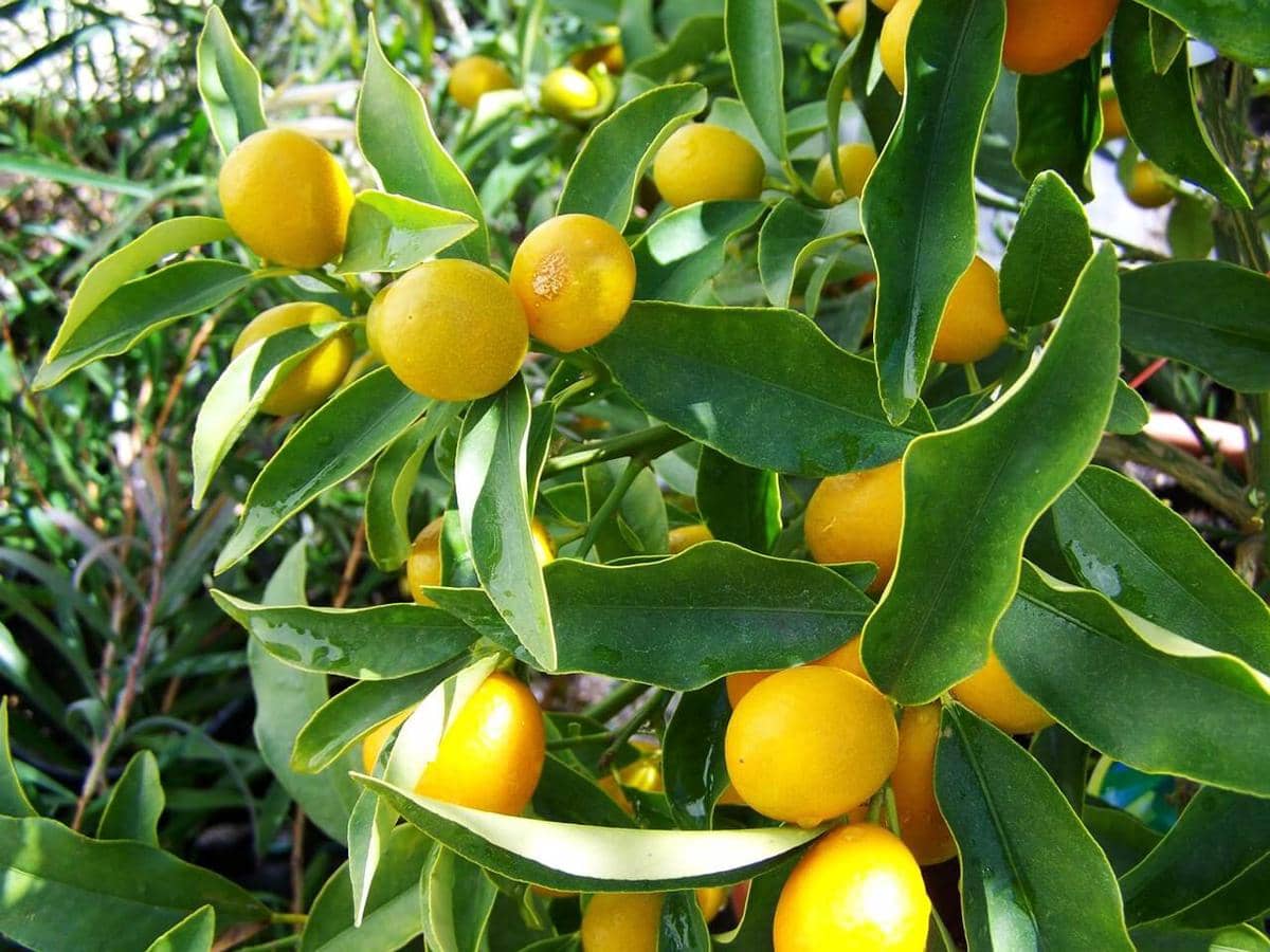 ilustrasi pohon lemon