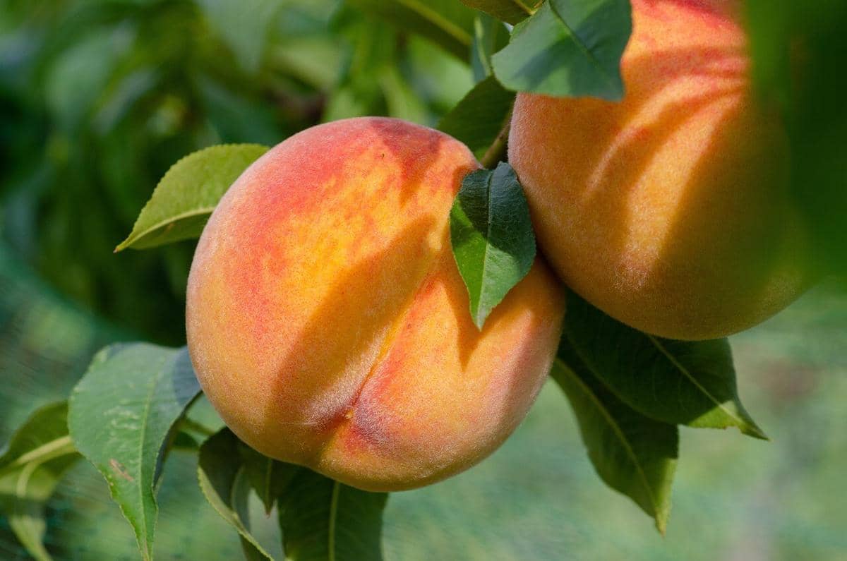ilustrasi pohon persik atau peach