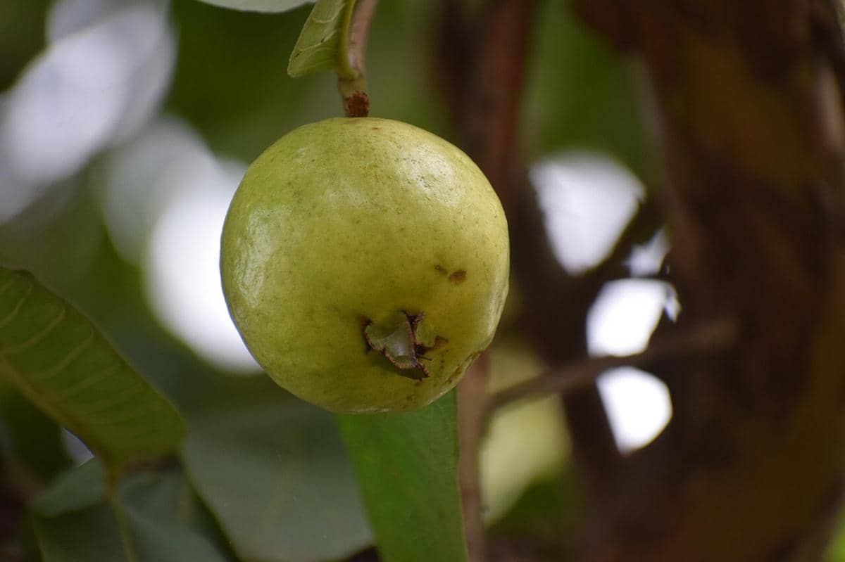 Tak Perlu Beli Bibit Mahal, 8 Pohon Buah Ini Bisa Ditanam dari Bijinya
