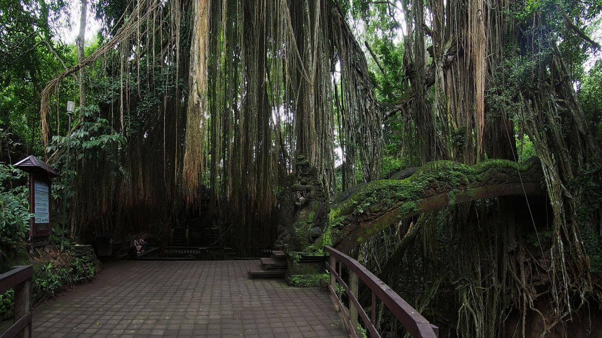 Jembatan batu berlumut dan pepohonan besar dengan akar menggantung di area kuil mata air suci Hutan Monyet Ubud, Bali.