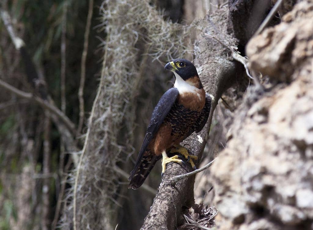 Burung Falco deiroleucus
