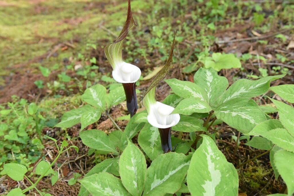 Bunga Arisaema sikokianum