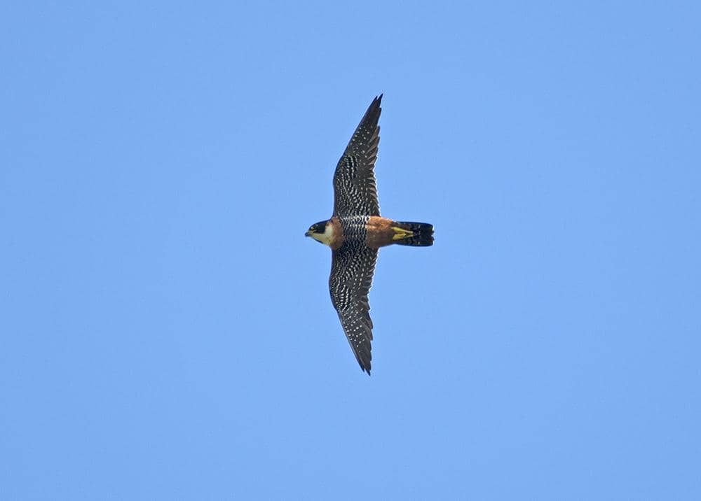 Burung Falco deiroleucus