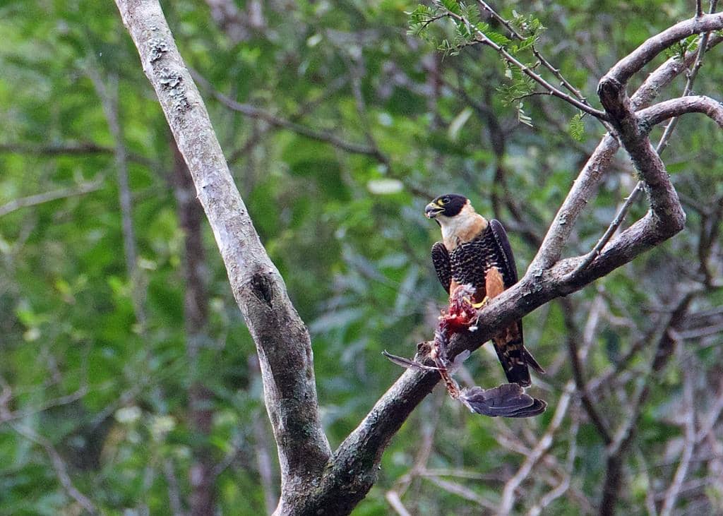 Burung Falco deiroleucus