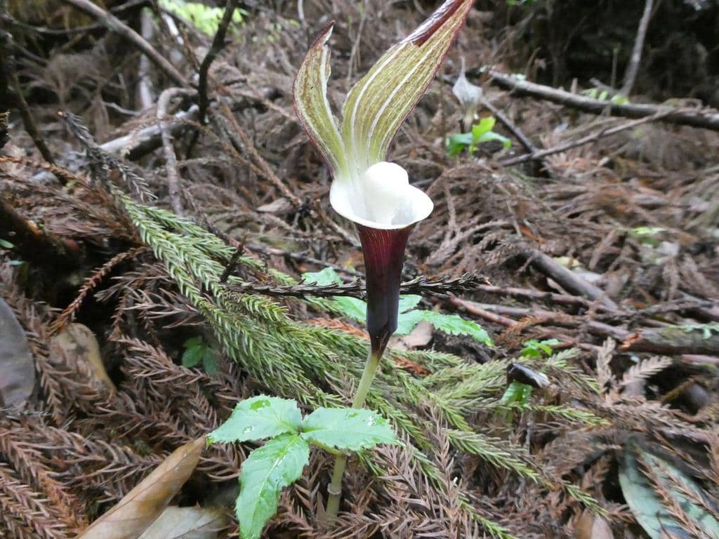 Bunga Arisaema sikokianum