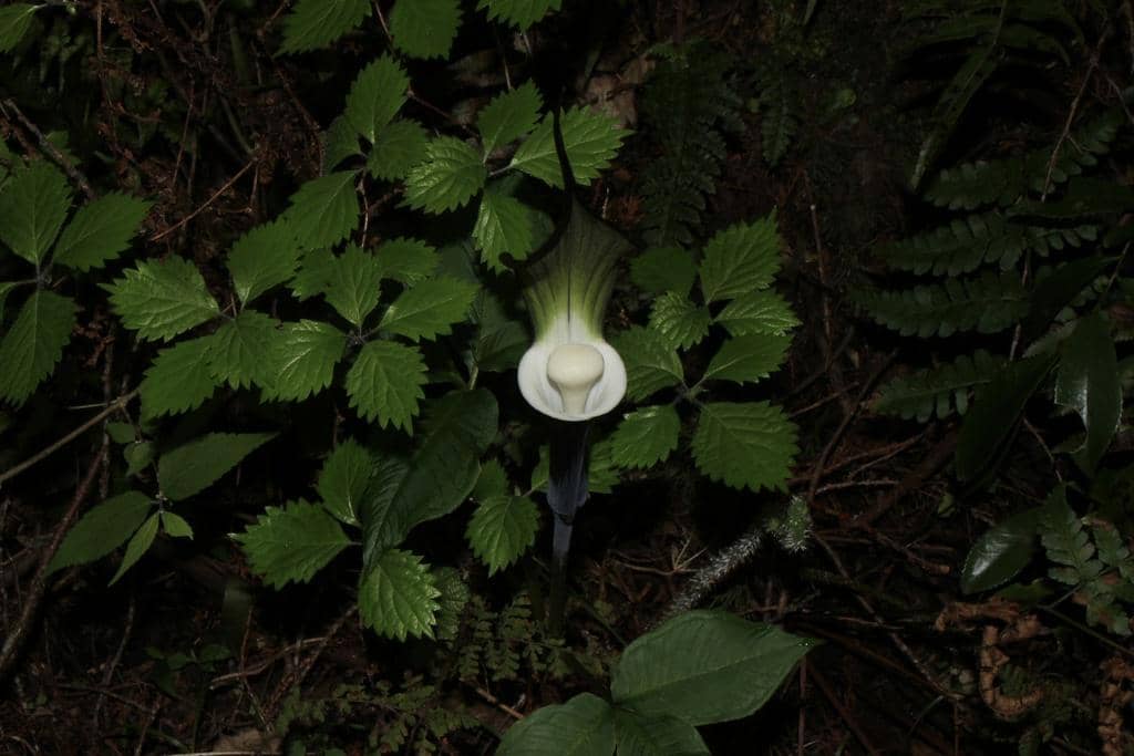 Bunga Arisaema sikokianum
