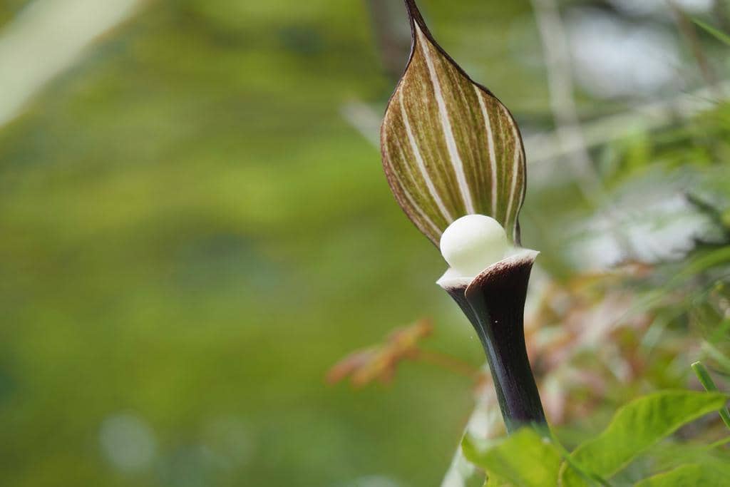 Bunga Arisaema sikokianum