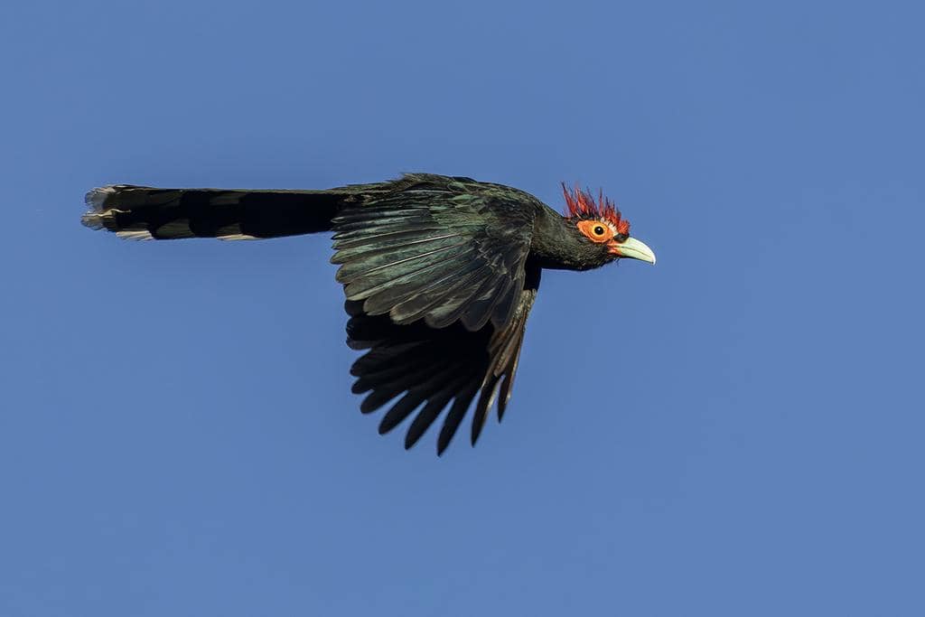 5 Fakta Red Crested Malkoha, si Burung Berjambul Merah dari Filipina