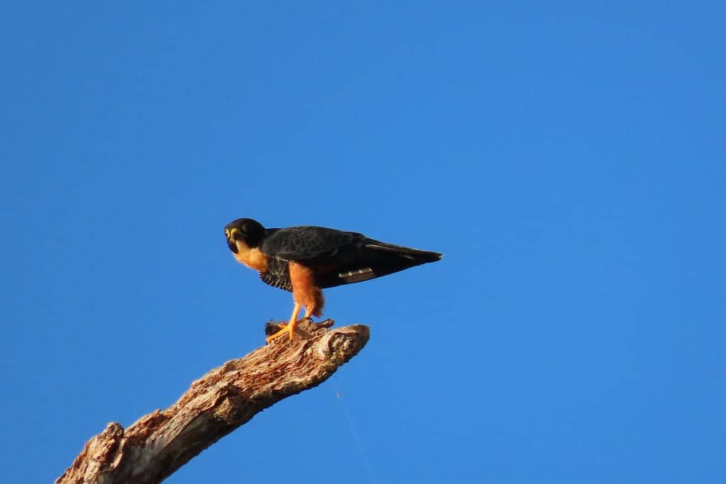 Burung Falco deiroleucus