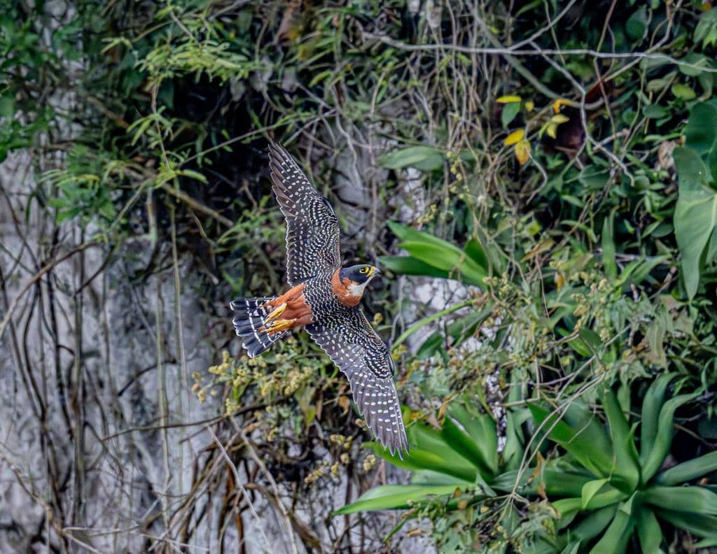 Burung Falco deiroleucus