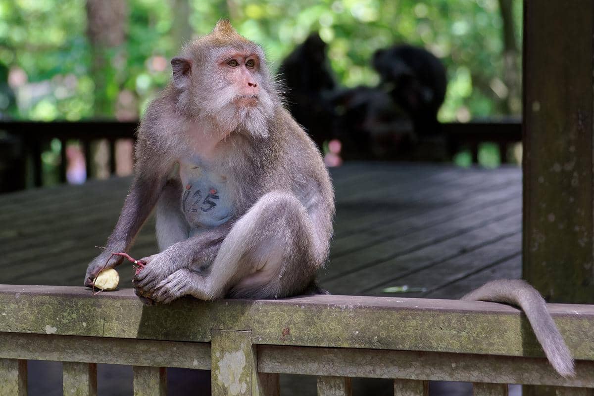 Seekor makaka berekor panjang duduk di pagar kayu di Hutan Monyet Ubud dengan latar pepohonan hijau yang rimbun.
