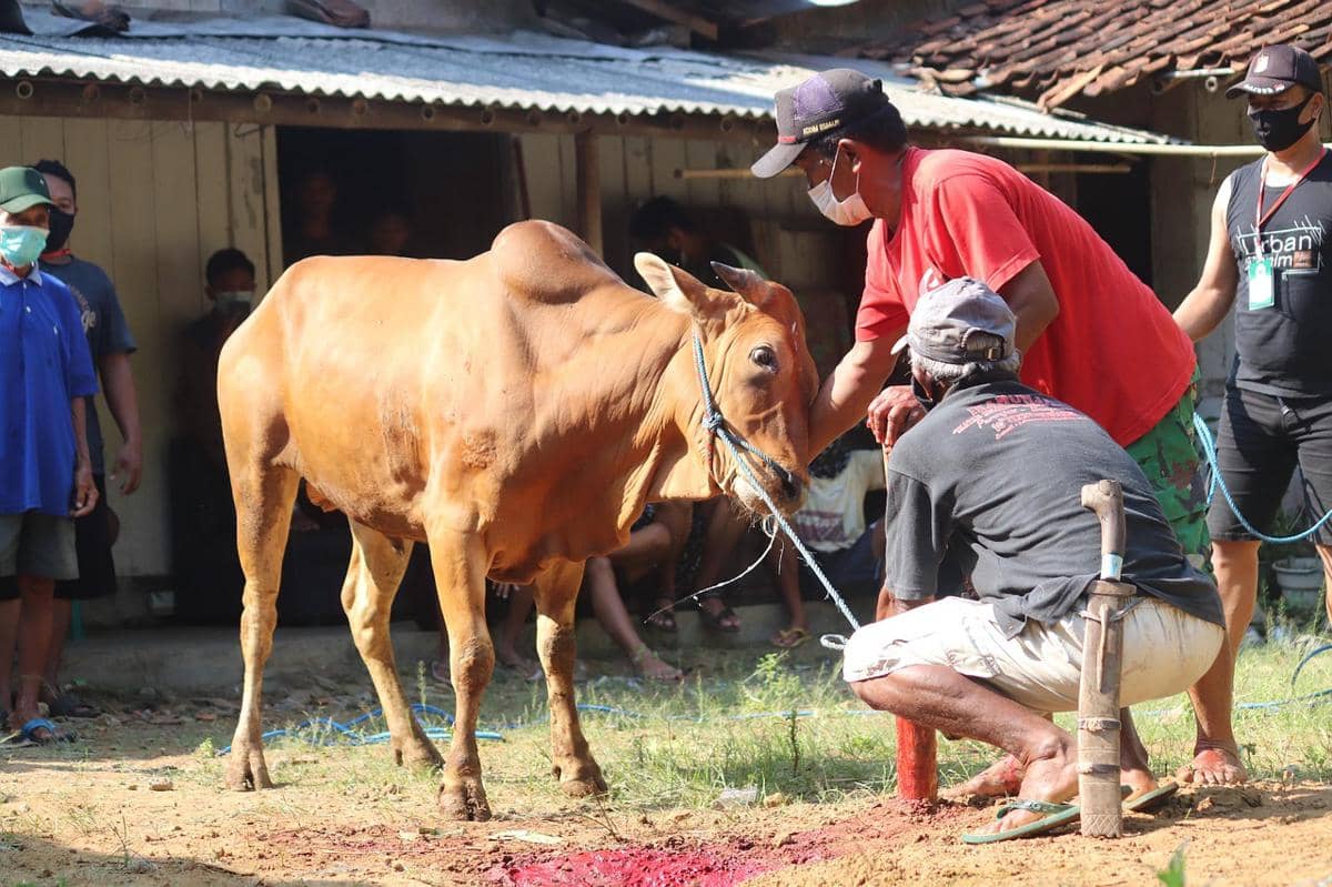 Ribuan Hewan Kurban Masuk Tangsel, Belum Ditemukan Penyakit Berbahaya