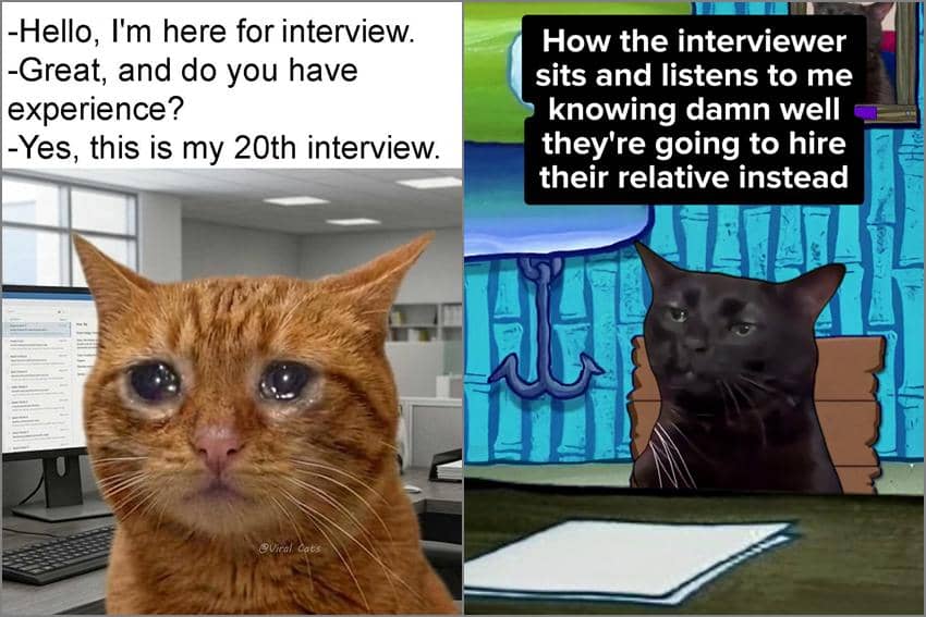 8 Meme Kucing tentang Mencari Kerja, 20 Kali Wawancara?