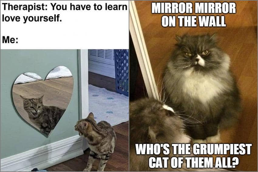 8 Meme Kucing dan Cermin, Malah Kesal Lihat Diri Sendiri