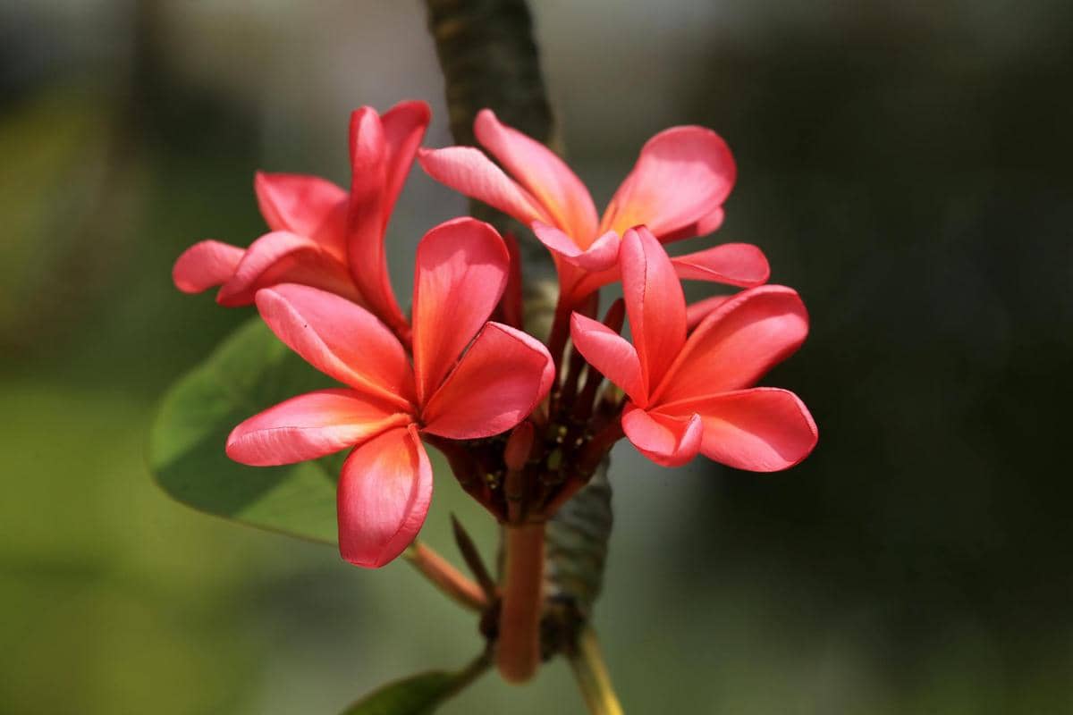 ilustrasi plumeria rubra
