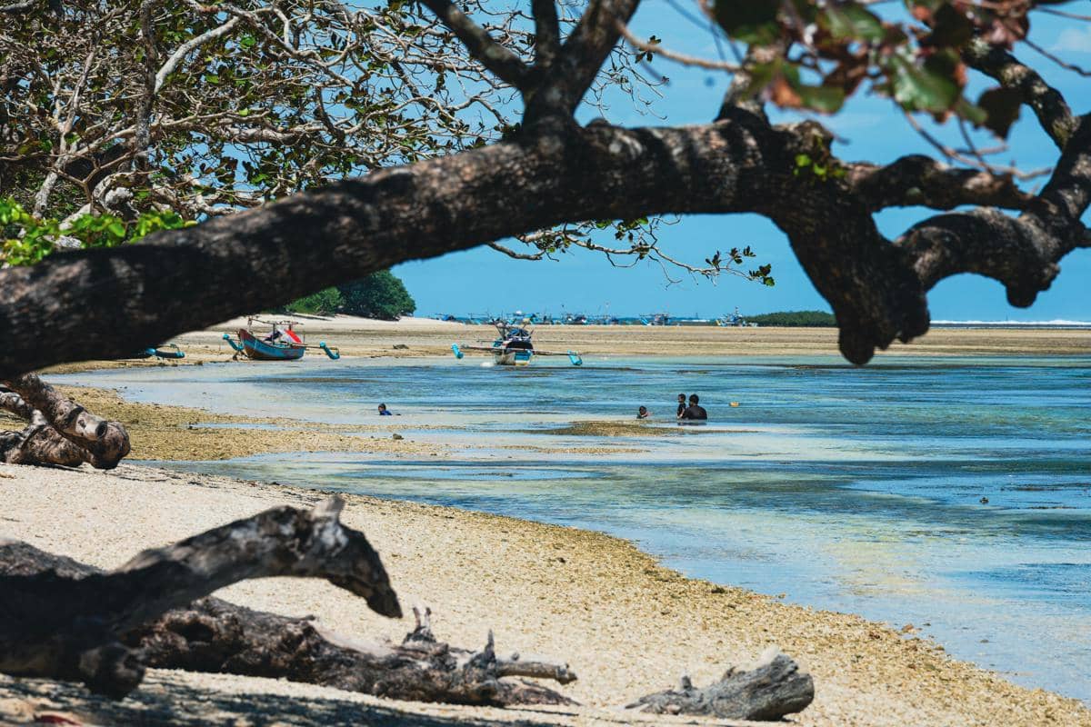 Ilustrasi pantai Bama dan jalur mangrove di kawasan Taman Nasional Baluran Situbondo.