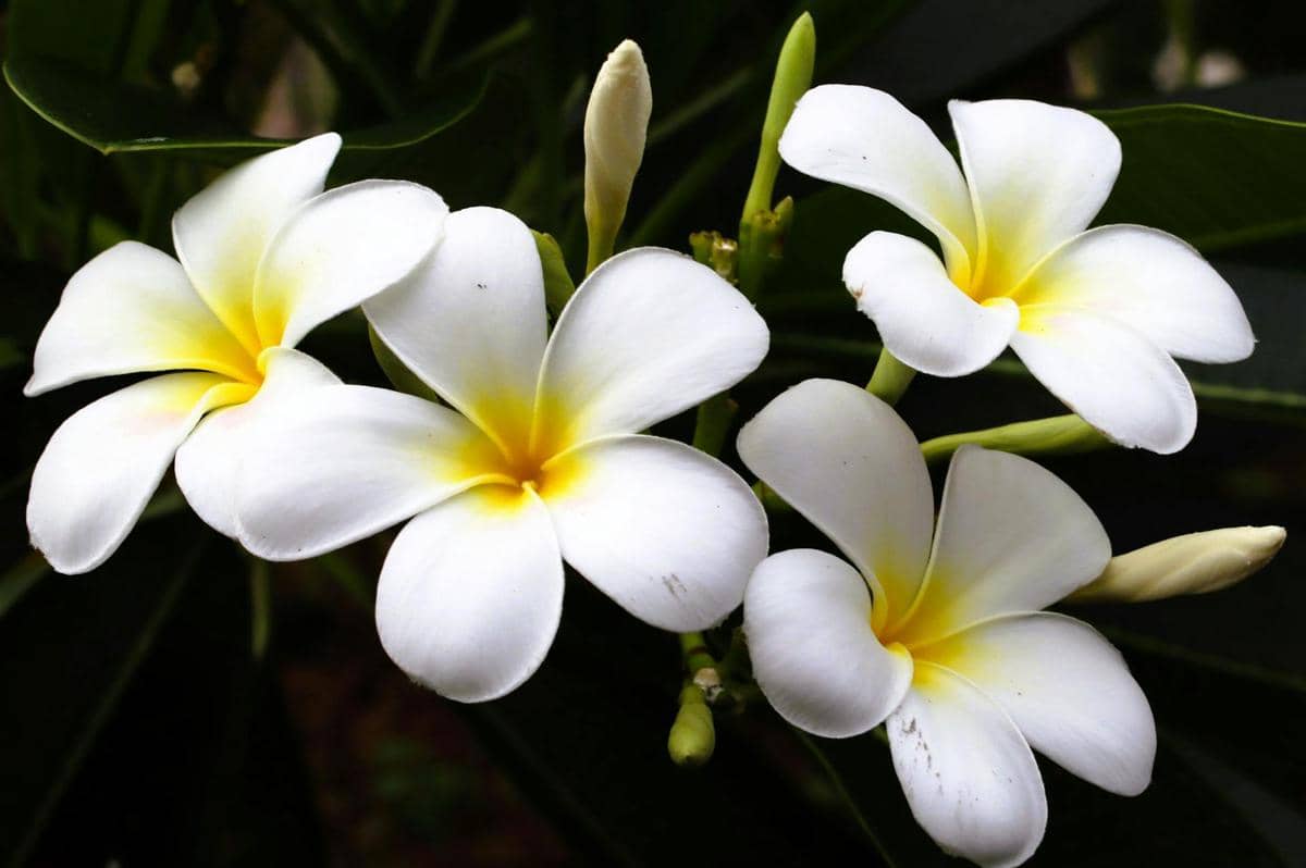 ilustrasi plumeria obtusa