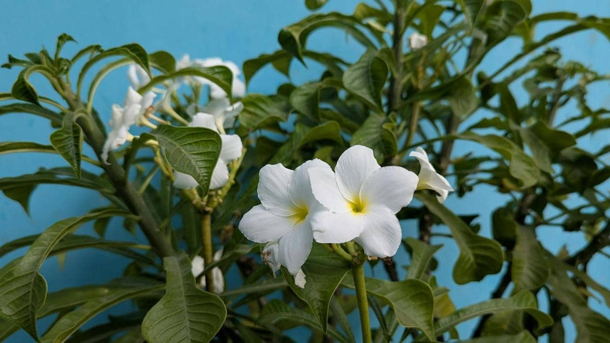ilustrasi plumeria pudica